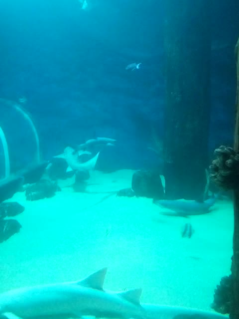 killer sharks in the aquarium