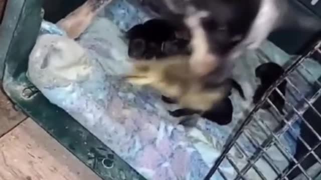 DOG Think Baby Duck is his baby