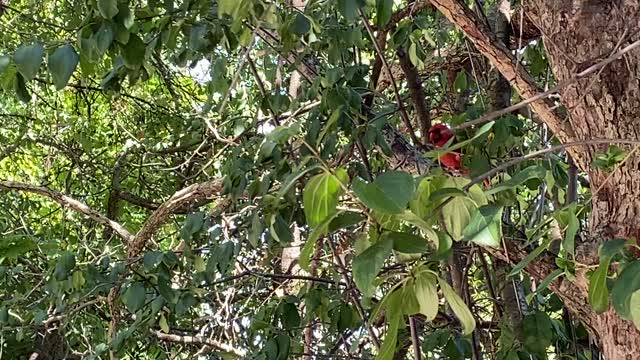 Cardinal and a Blue Jay