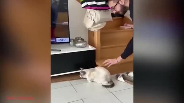 Funny animals do mad s#$t
