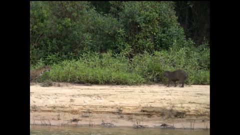 careless capybara gets caught by jaguar