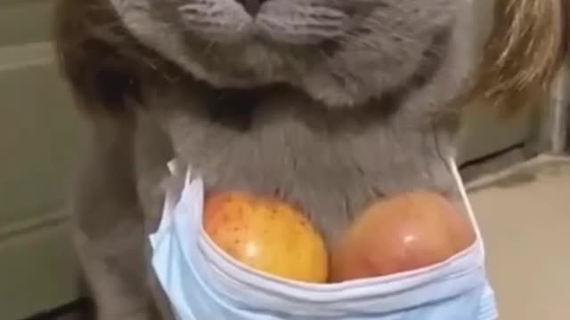 #cat funny video #funny #try not to laugh😂 challeng