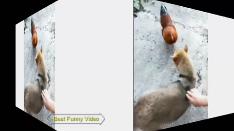 Best Chicken VS Dog Fight Funny Video