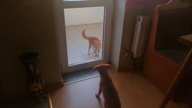 The puppy is trying to get to know my kitten