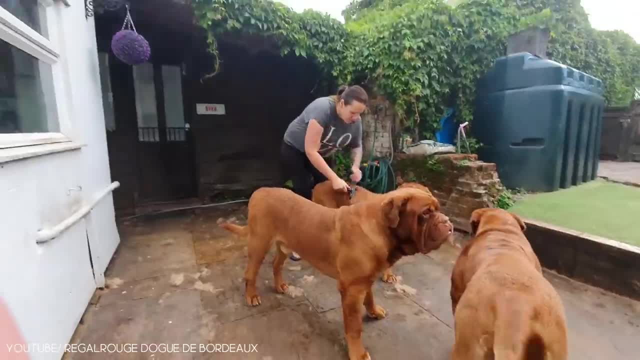 11 Biggest Dog In The World