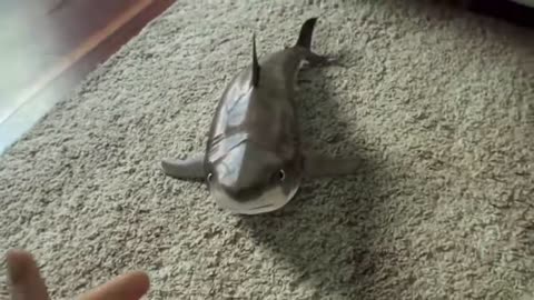 2020 Cutest Baby Shark Happy Shark Funny Shark Cute Baby Animals Reaction 2021