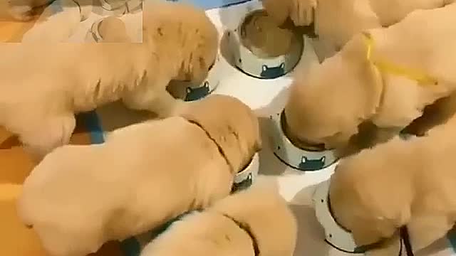 The puppies are eating in an orderly manner