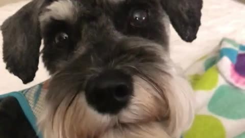 Gray dog laying in bed sticking tongue out boomerang