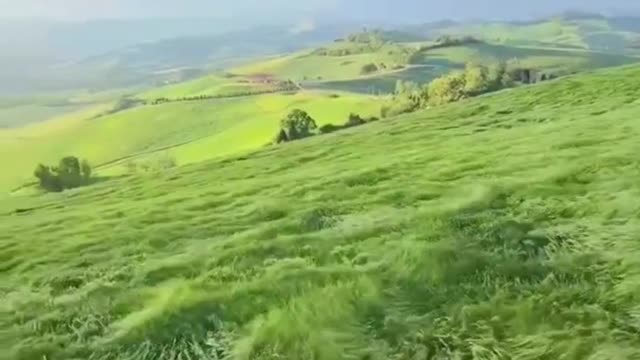 I really want to roll in the grass