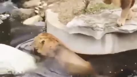 Amazing Funny Lions