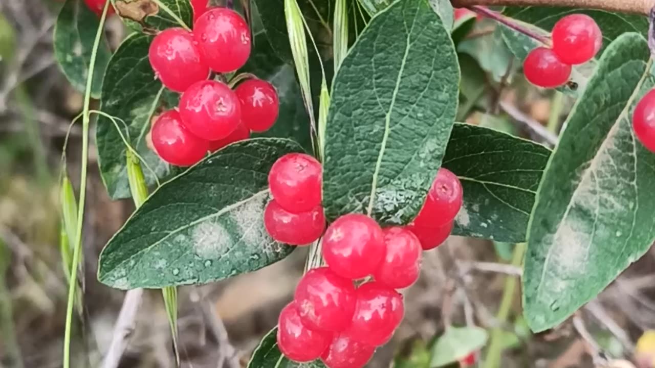 Dwarf honeysuckle