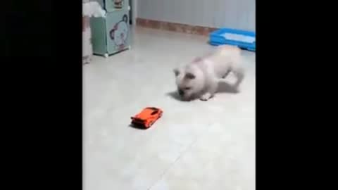 Funny animals videos for 😂 😂 😂