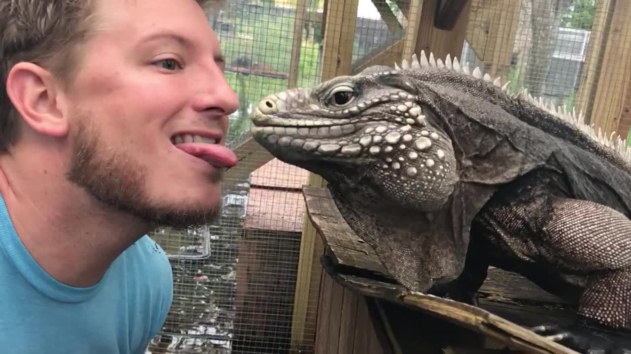 Feeding Giant Iguana from Your Tongue