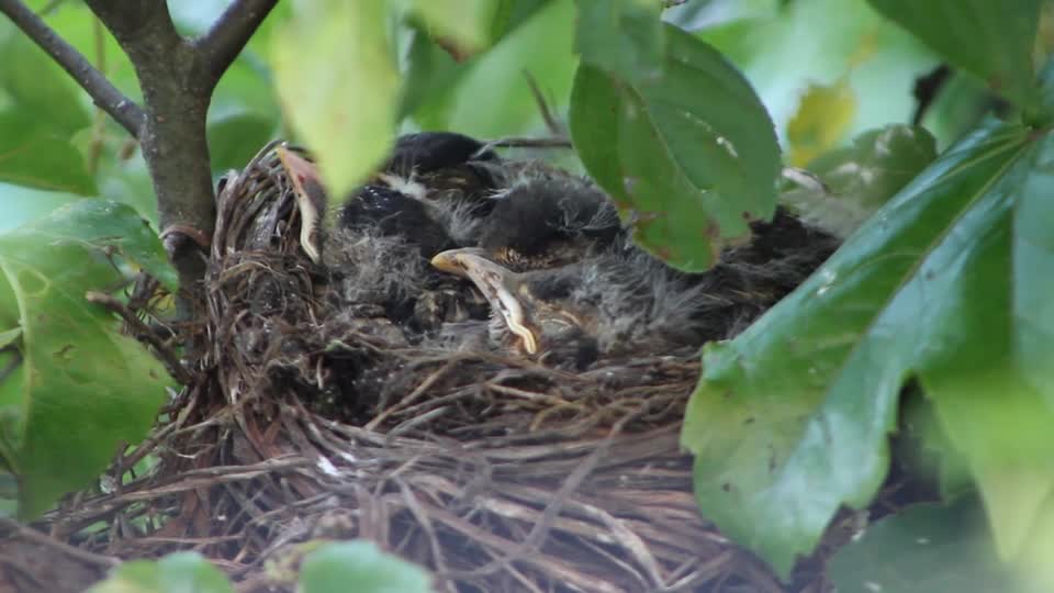 Baby of birds at the top of the tree