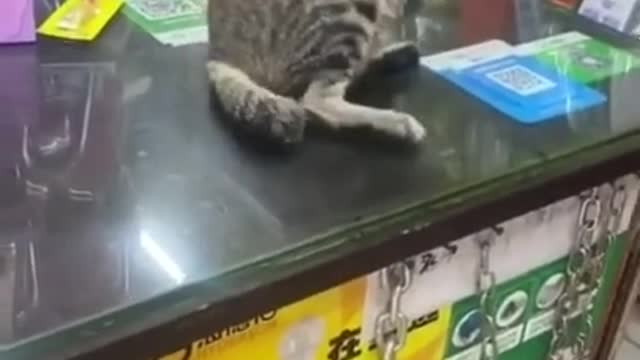 funny cat