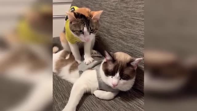 Best Funny Cat Video Of This Week 😂 Funny Cat Moments 🐱 Super Laugh Time