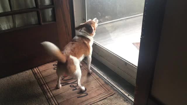 Dog Staying in Front of the Entrance Door