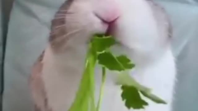 funny animals shorts cute bunny rabbit