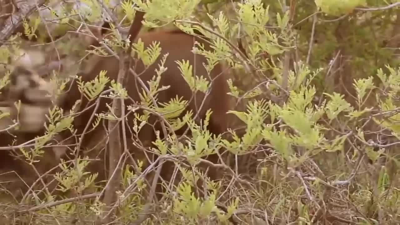 Animals fight scene