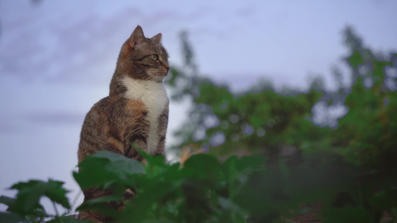 Cat at the Top Height 😍 #India