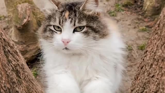 Cat Pawing a Tree Trunk