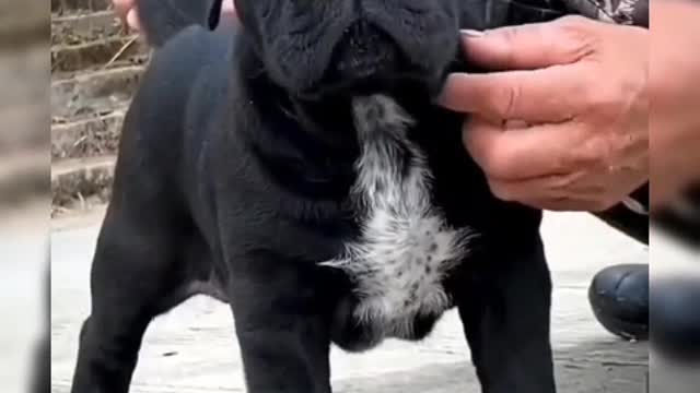carb puppy