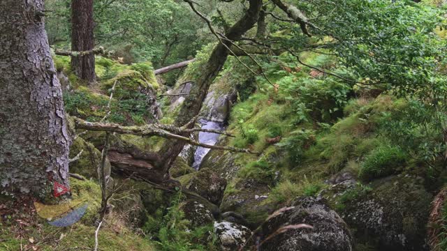 Discover Irish Wild Forest Relaxing NATURE Films