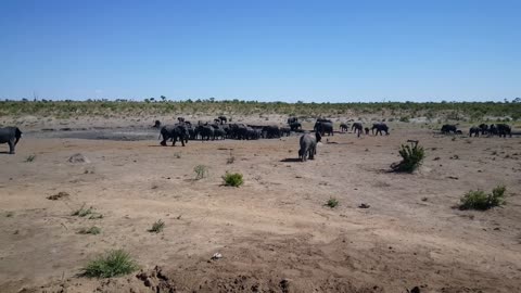 Mother and baby walking towards a big herd of elephants