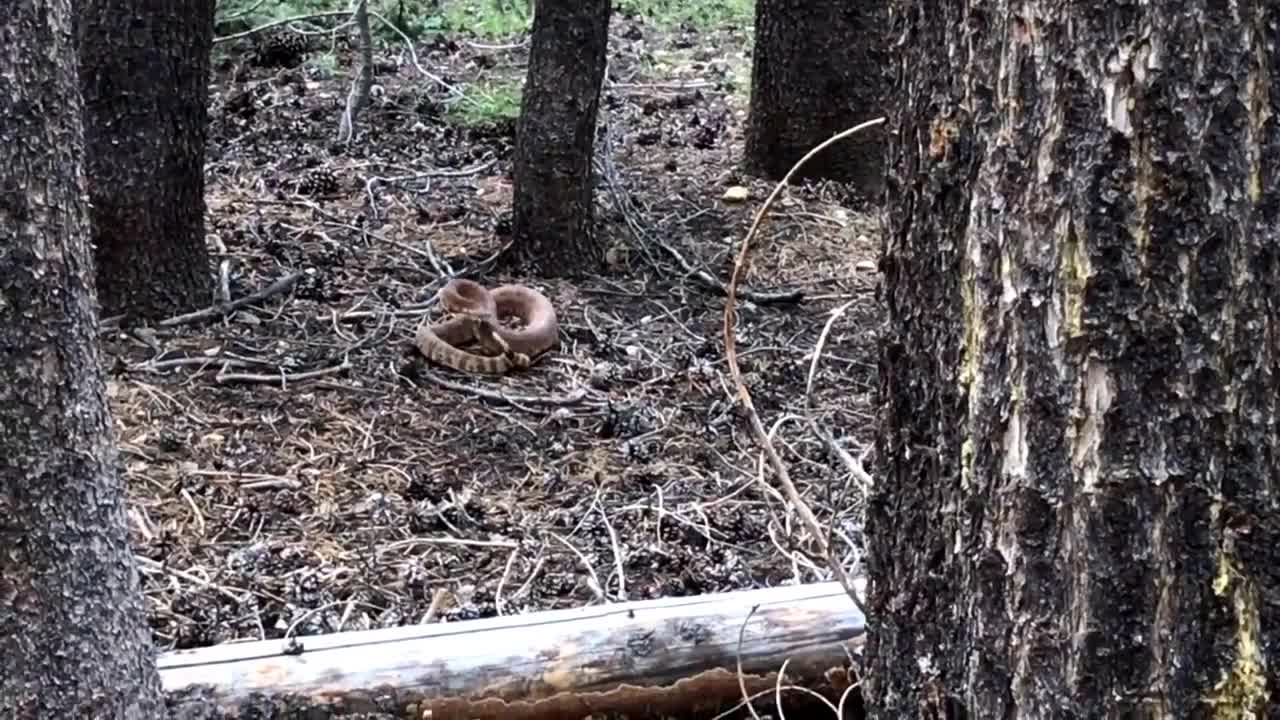 Rattlesnake - High Sierra Trail