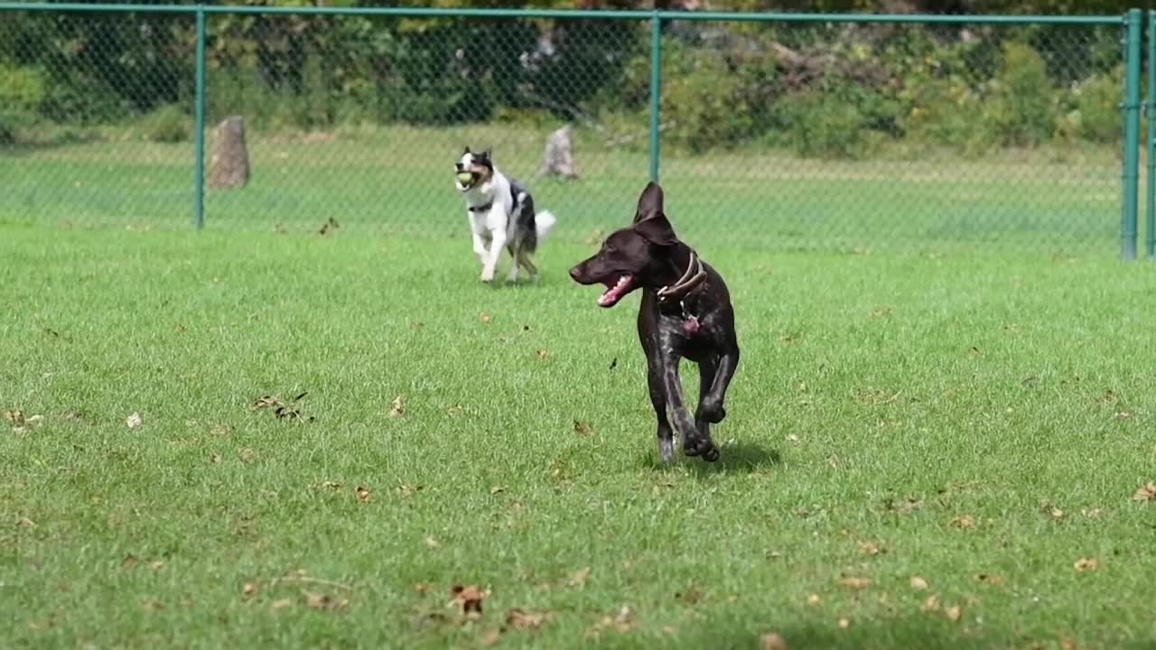 Cute & Funny Dog, dog playing,