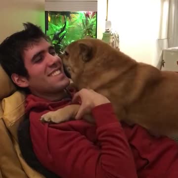 Dog can't stop kissing owner