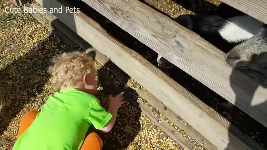 Kids playing with dog