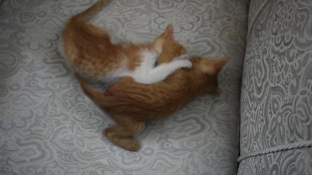 MY CUTE KİTTY FİGHT