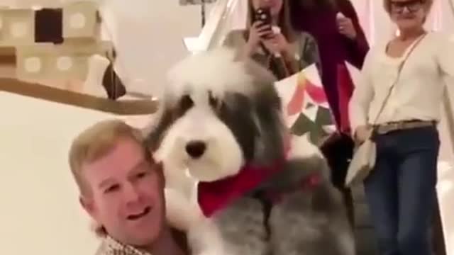Man in plaid shirt goes down escalator carrying white grey sheepdog in arms
