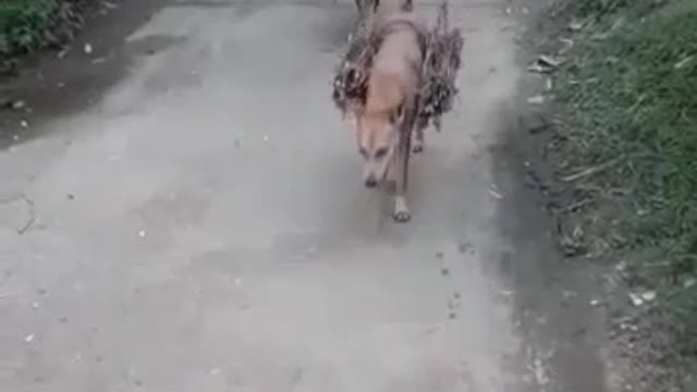Nice video