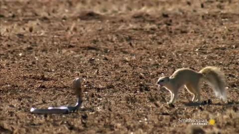 Snake vs Fox fight