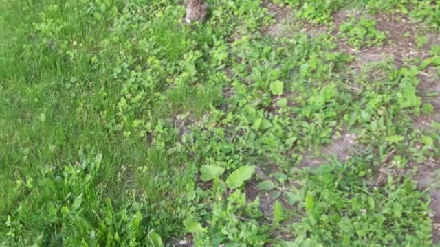 Bunnies hopping