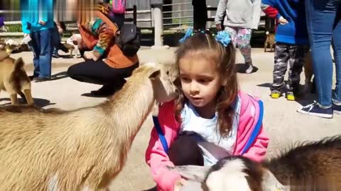 This little goat is loving the girl so much that----