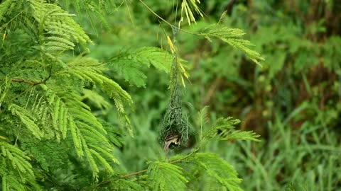 Birds making nest