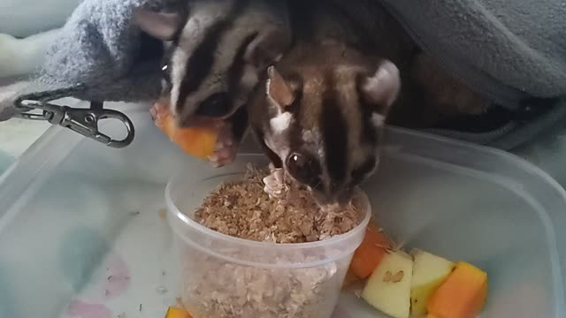 More happy noises from my sugar gliders