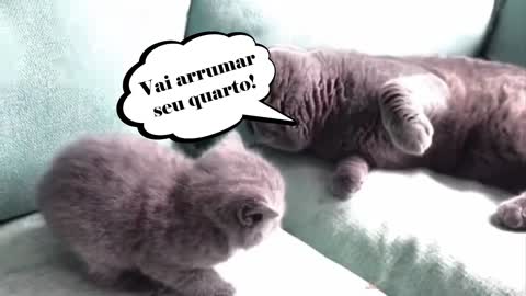 Esses Gatos bichanos além de fofos você vai rir muito! Fofos e engraçados!