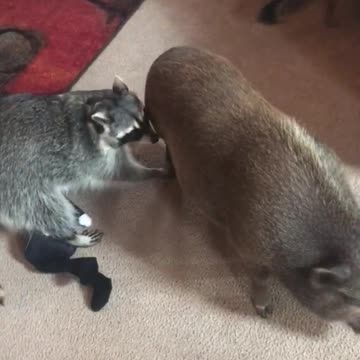 Mapache, cerdo, zorro y perro comparten bello rato de juego