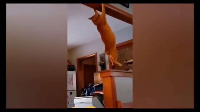 🤣 Kitten has fun hanging from the ceiling 🤣