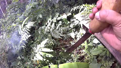 Slashing the bush and making fire with plastic bag at the Durian farm