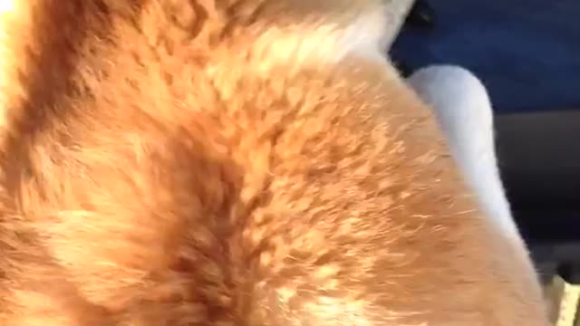 Squirrel under bbq gets attacked by big golden retriever