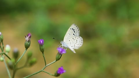 Flowers video