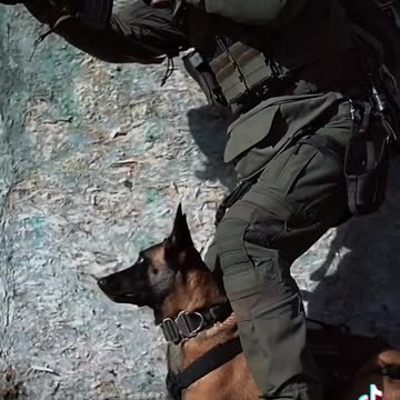 Sound of Silence Dog Warriors!