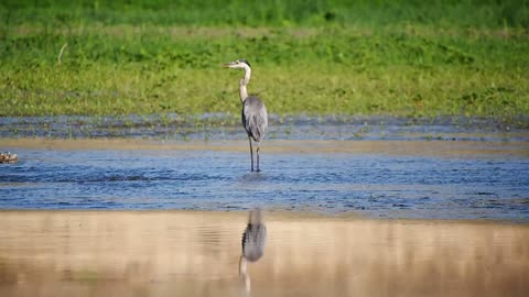 Animal Walking On Body Of Water