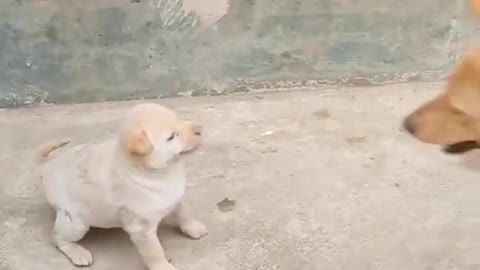 Funniest Cute Dog Video