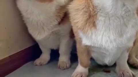 Two corgis who did something wrong